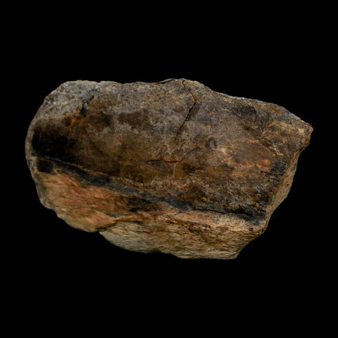 3.3" Tyrannosaurus Rex Fossil Bone Dinosaur Lance Creek Formation Wyoming COA - Fossil Age Minerals