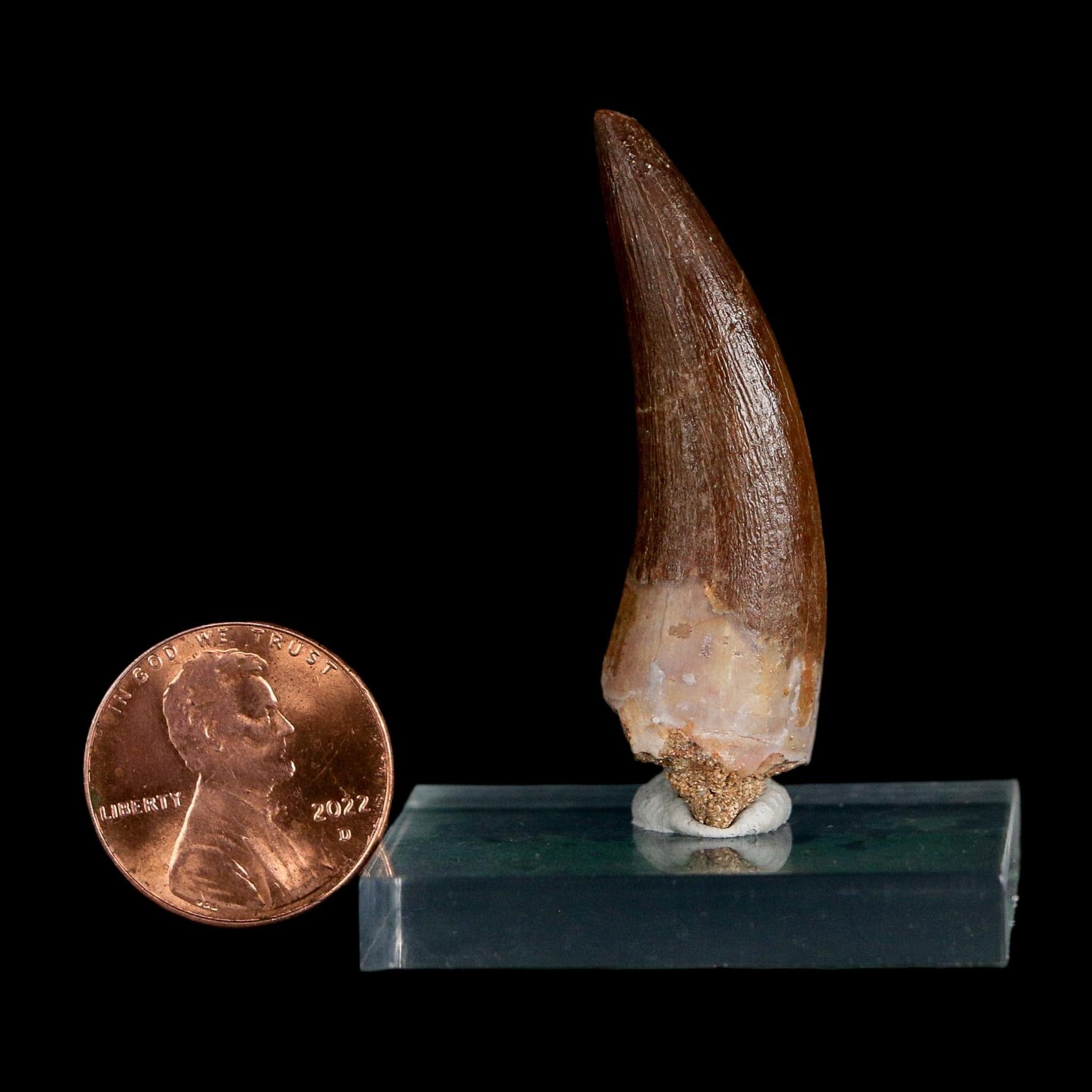 1.7" Plesiosaur Zarafasaura Tooth Fossil Cretaceous Dinosaur Era COA, Stand