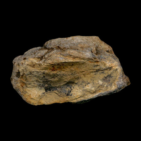 3.3" Tyrannosaurus Rex Fossil Bone Dinosaur Lance Creek Formation Wyoming COA