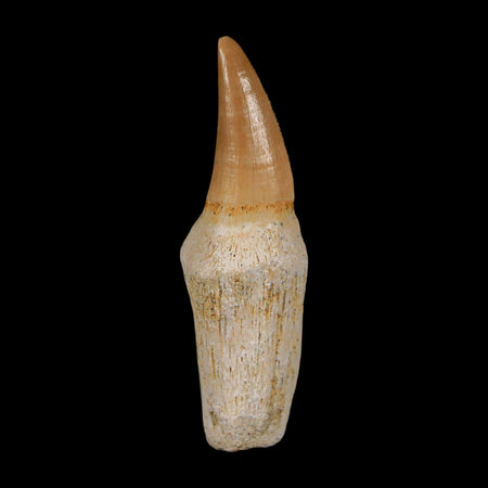 1.8" Mosasaur Eremiasaurus Fossil Tooth Rooted Cretaceous Dinosaur Era COA