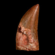 2.2" Carcharodontosaurus Serrated Fossil Tooth Cretaceous Theropod Dinosaur COA, Display