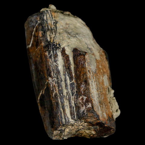 2.7" Stegosaurus Fossil Limb Bone Morrison FM Wyoming Jurassic Age Dinosaur COA - Fossil Age Minerals