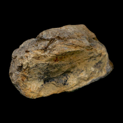 3.3" Tyrannosaurus Rex Fossil Bone Dinosaur Lance Creek Formation Wyoming COA - Fossil Age Minerals