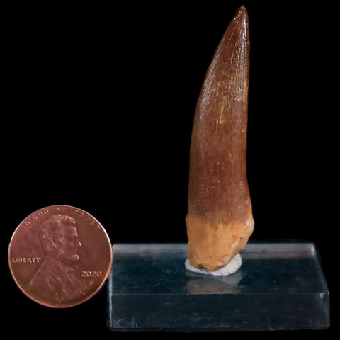 1.9" Plesiosaur Zarafasaura Tooth Fossil Cretaceous Dinosaur Era COA, Stand - Fossil Age Minerals