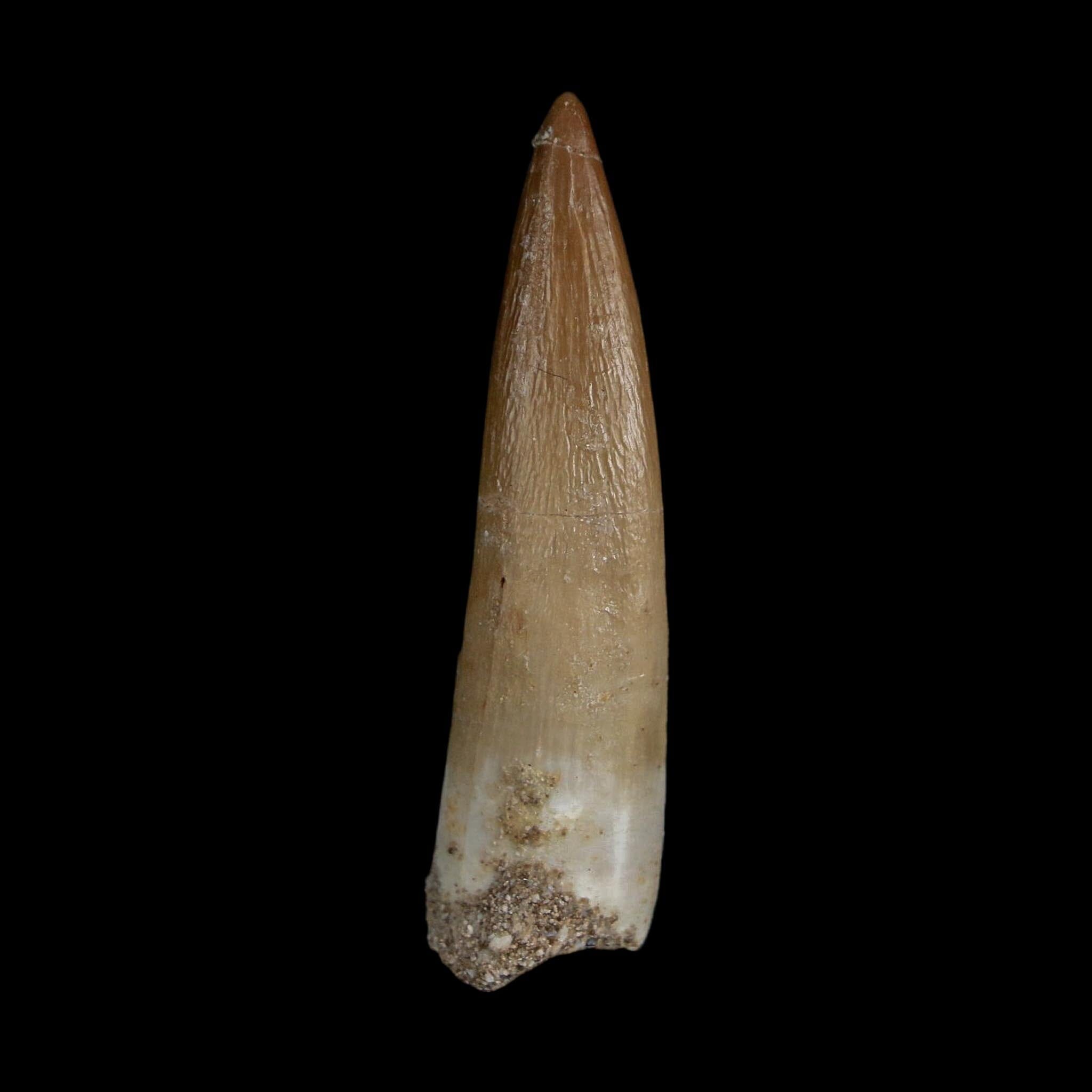 1.8" Plesiosaur Zarafasaura Tooth Fossil Cretaceous Dinosaur Era COA, Stand