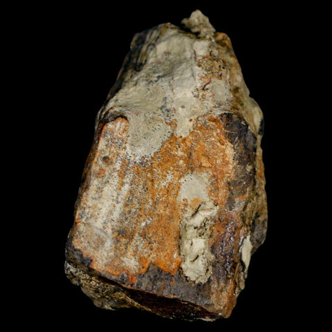 2.7" Stegosaurus Fossil Limb Bone Morrison FM Wyoming Jurassic Age Dinosaur COA - Fossil Age Minerals