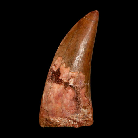 2.2" Carcharodontosaurus Serrated Fossil Tooth Cretaceous Theropod Dinosaur COA, Display - Fossil Age Minerals