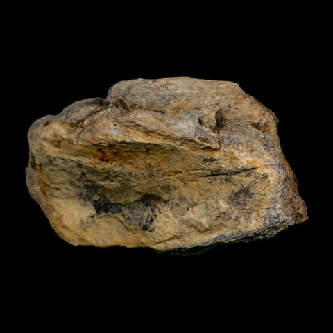 3.3" Tyrannosaurus Rex Fossil Bone Dinosaur Lance Creek Formation Wyoming COA - Fossil Age Minerals