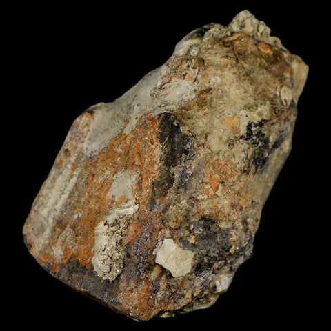 2.7" Stegosaurus Fossil Limb Bone Morrison FM Wyoming Jurassic Age Dinosaur COA - Fossil Age Minerals