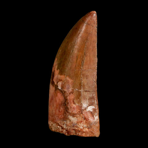 2.2" Carcharodontosaurus Serrated Fossil Tooth Cretaceous Theropod Dinosaur COA, Display - Fossil Age Minerals