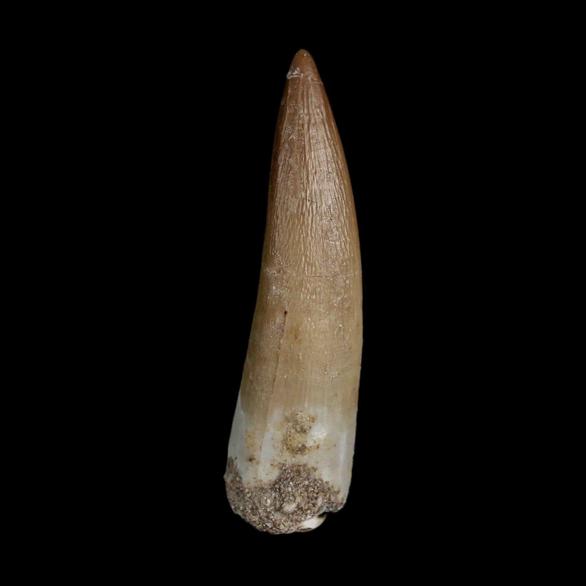 1.8" Plesiosaur Zarafasaura Tooth Fossil Cretaceous Dinosaur Era COA, Stand