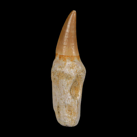 1.8" Mosasaur Eremiasaurus Fossil Tooth Rooted Cretaceous Dinosaur Era COA