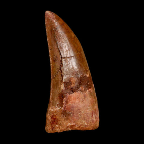 2.2" Carcharodontosaurus Serrated Fossil Tooth Cretaceous Theropod Dinosaur COA, Display - Fossil Age Minerals