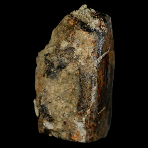 2.7" Stegosaurus Fossil Limb Bone Morrison FM Wyoming Jurassic Age Dinosaur COA - Fossil Age Minerals