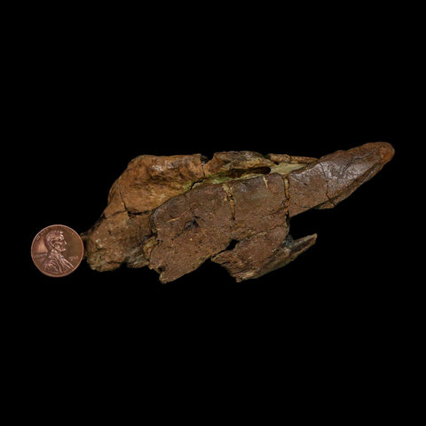 4.8" Tyrannosaurus Rex Fossil Bone Dinosaur Lance Creek Formation Wyoming COA - Fossil Age Minerals