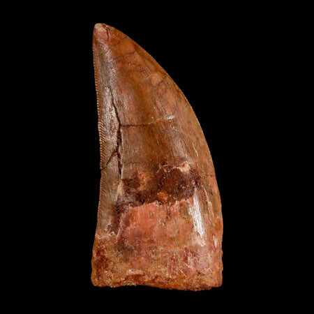 2.2" Carcharodontosaurus Serrated Fossil Tooth Cretaceous Theropod Dinosaur COA, Display