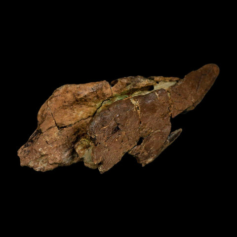 4.8" Tyrannosaurus Rex Fossil Bone Dinosaur Lance Creek Formation Wyoming COA - Fossil Age Minerals