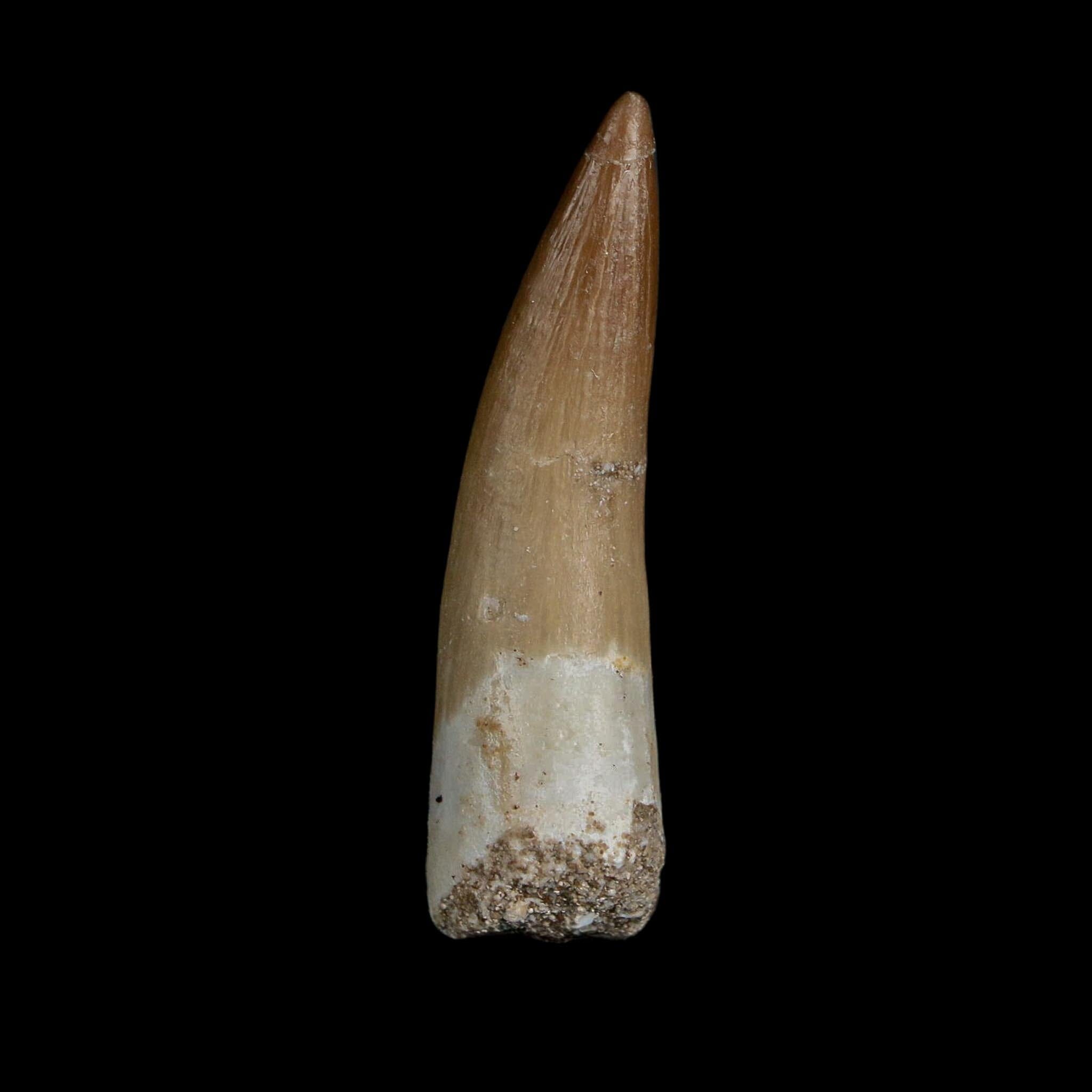 1.8" Plesiosaur Zarafasaura Tooth Fossil Cretaceous Dinosaur Era COA, Stand