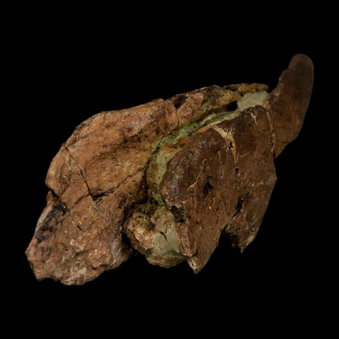 4.8" Tyrannosaurus Rex Fossil Bone Dinosaur Lance Creek Formation Wyoming COA - Fossil Age Minerals