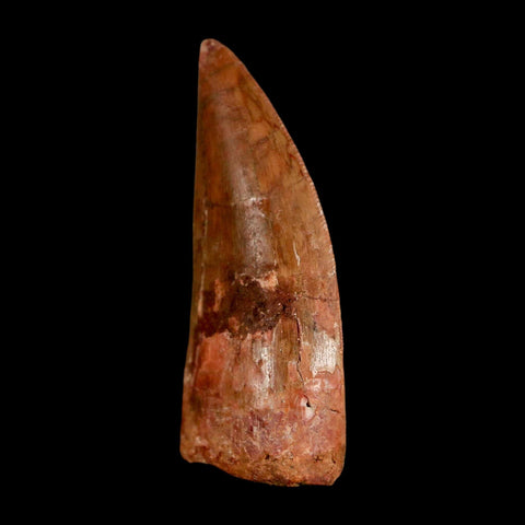 2.2" Carcharodontosaurus Serrated Fossil Tooth Cretaceous Theropod Dinosaur COA, Display - Fossil Age Minerals