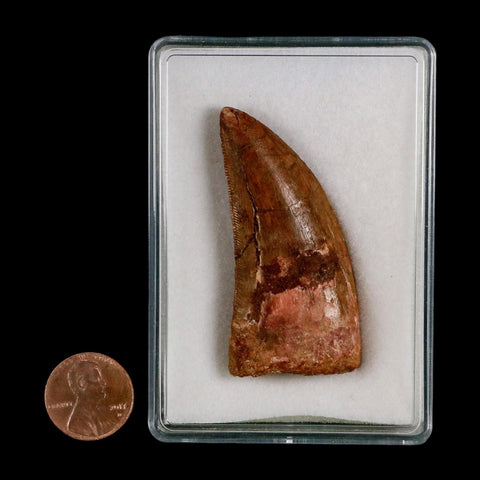 2.2" Carcharodontosaurus Serrated Fossil Tooth Cretaceous Theropod Dinosaur COA, Display - Fossil Age Minerals