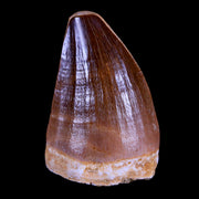 1.7" Mosasaur Prognathodon Fossil Tooth Cretaceous Dinosaur Era COA & Stand