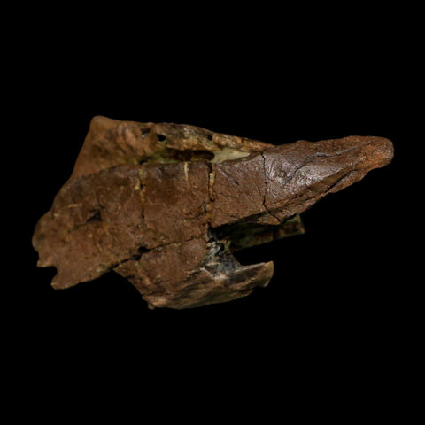 4.8" Tyrannosaurus Rex Fossil Bone Dinosaur Lance Creek Formation Wyoming COA - Fossil Age Minerals