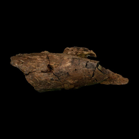 4.8" Tyrannosaurus Rex Fossil Bone Dinosaur Lance Creek Formation Wyoming COA