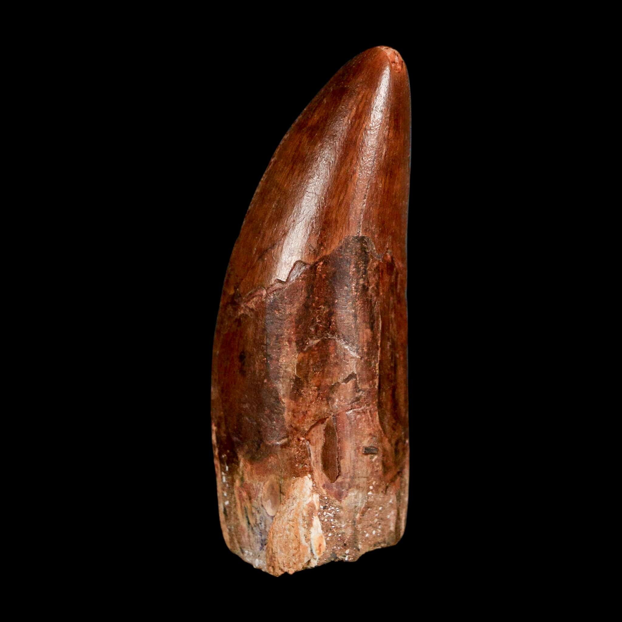 2.3" Carcharodontosaurus Serrated Fossil Tooth Cretaceous Theropod Dinosaur COA, Display - Fossil Age Minerals