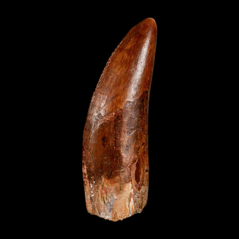 2.3" Carcharodontosaurus Serrated Fossil Tooth Cretaceous Theropod Dinosaur COA, Display - Fossil Age Minerals