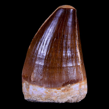 1.7" Mosasaur Prognathodon Fossil Tooth Cretaceous Dinosaur Era COA & Stand