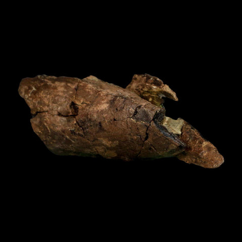 4.8" Tyrannosaurus Rex Fossil Bone Dinosaur Lance Creek Formation Wyoming COA - Fossil Age Minerals