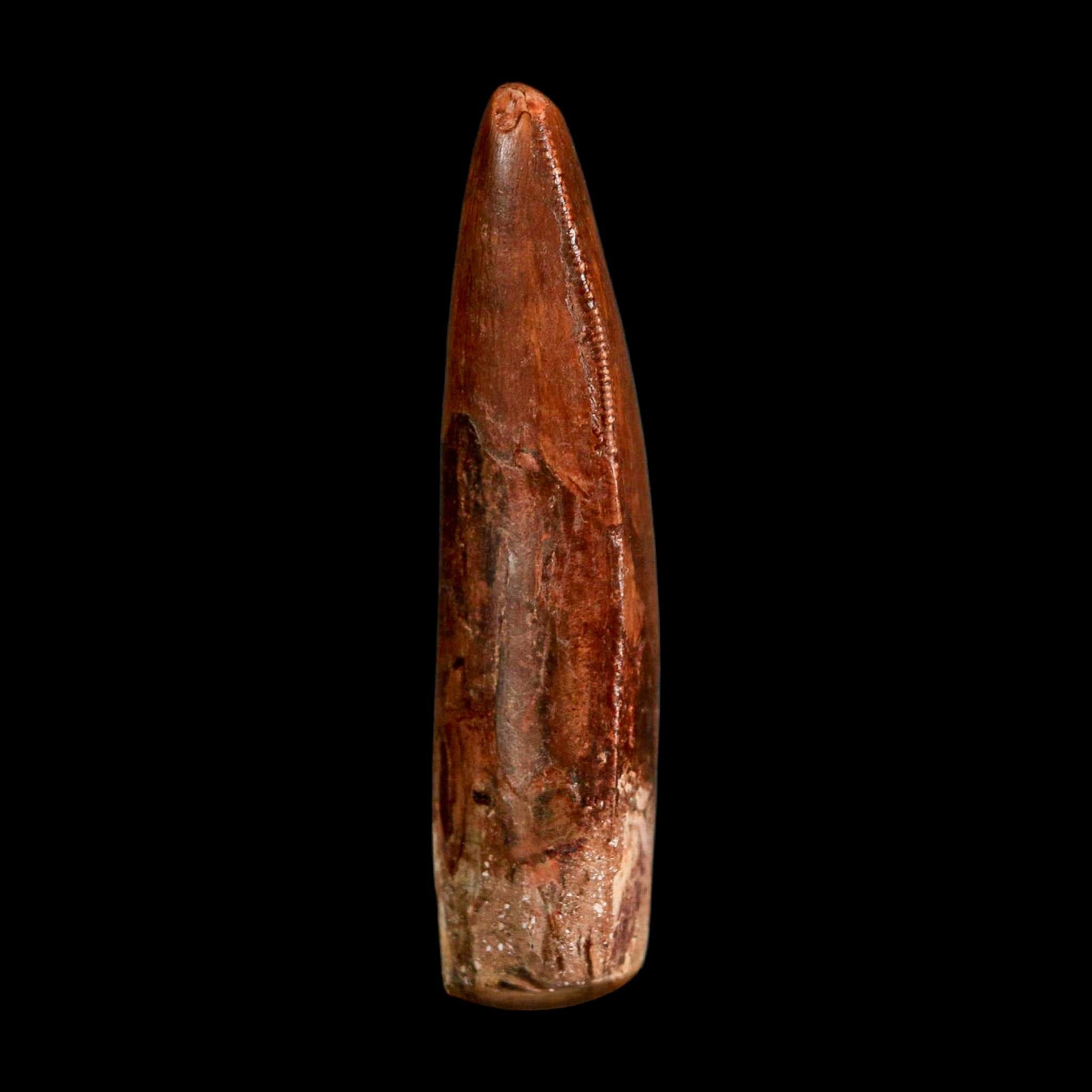 2.3" Carcharodontosaurus Serrated Fossil Tooth Cretaceous Theropod Dinosaur COA, Display - Fossil Age Minerals