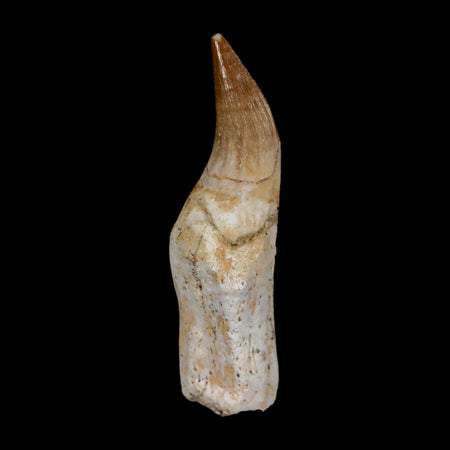 1.7" Mosasaur Eremiasaurus Fossil Tooth Rooted Cretaceous Dinosaur Era COA