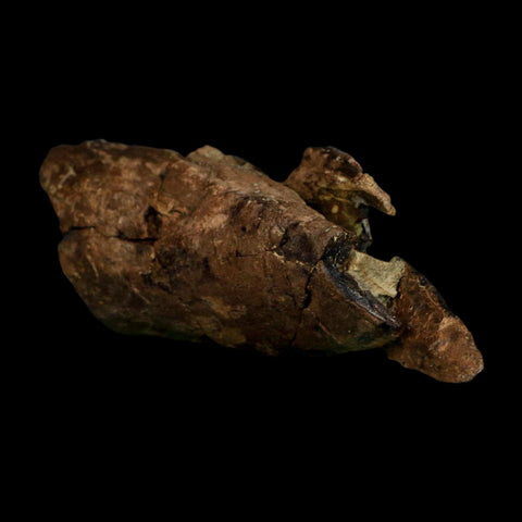 4.8" Tyrannosaurus Rex Fossil Bone Dinosaur Lance Creek Formation Wyoming COA - Fossil Age Minerals