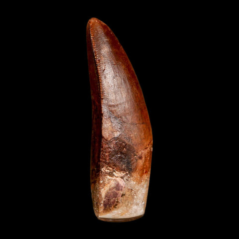 2.3" Carcharodontosaurus Serrated Fossil Tooth Cretaceous Theropod Dinosaur COA, Display - Fossil Age Minerals