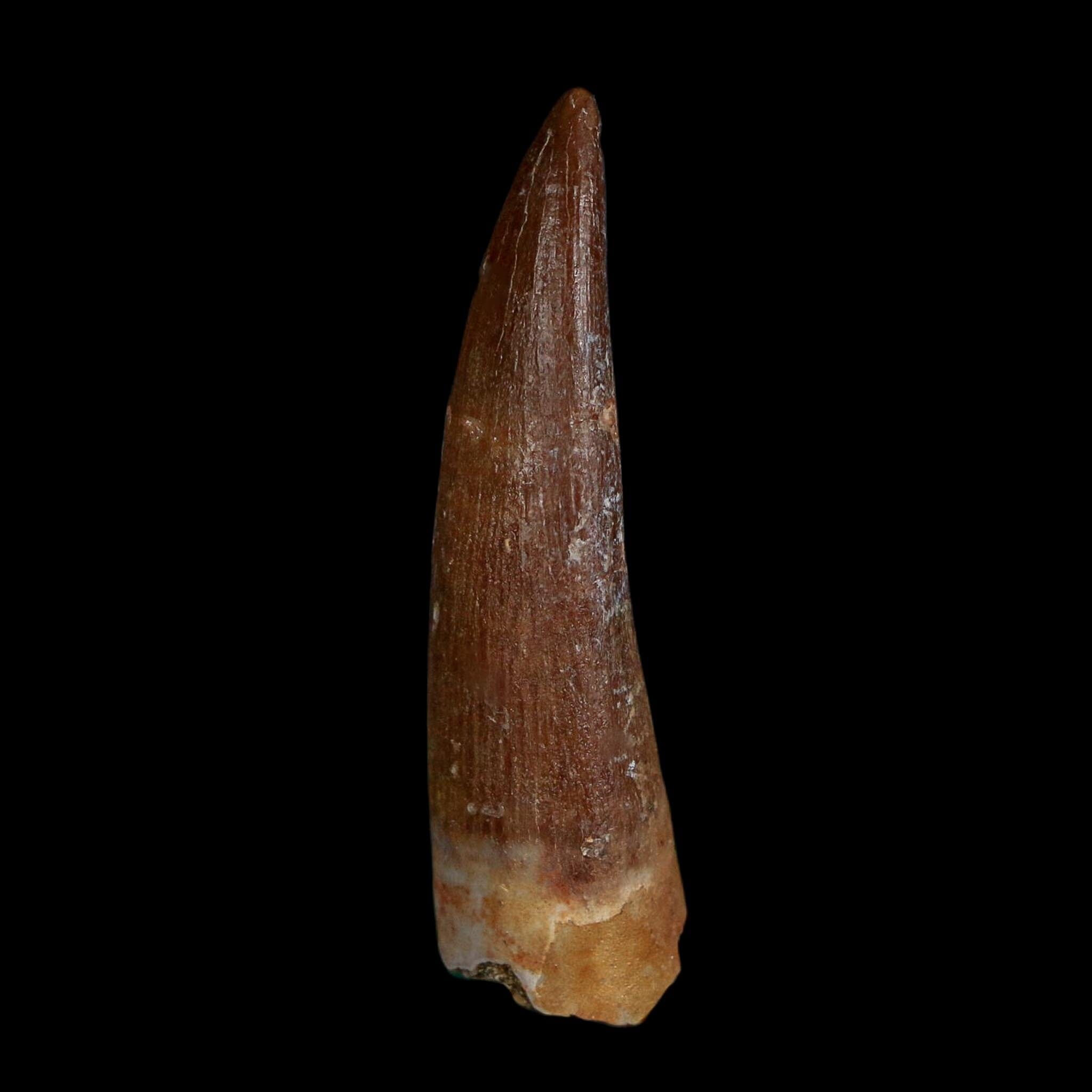 1.6" Plesiosaur Zarafasaura Tooth Fossil Cretaceous Dinosaur Era COA, Stand