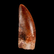 2.3" Carcharodontosaurus Serrated Fossil Tooth Cretaceous Theropod Dinosaur COA, Display