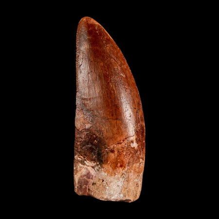 2.3" Carcharodontosaurus Serrated Fossil Tooth Cretaceous Theropod Dinosaur COA, Display