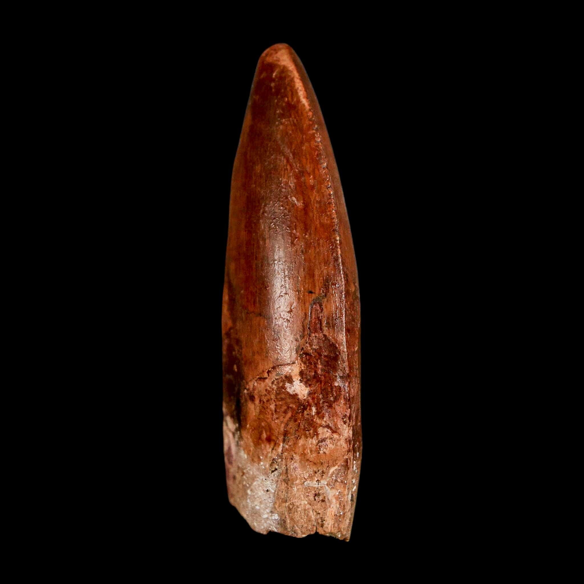 2.3" Carcharodontosaurus Serrated Fossil Tooth Cretaceous Theropod Dinosaur COA, Display - Fossil Age Minerals