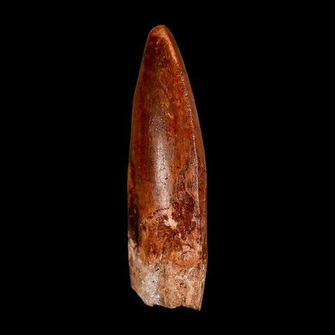 2.3" Carcharodontosaurus Serrated Fossil Tooth Cretaceous Theropod Dinosaur COA, Display - Fossil Age Minerals