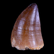 1.9" Mosasaur Prognathodon Fossil Tooth Cretaceous Dinosaur Era COA & Stand