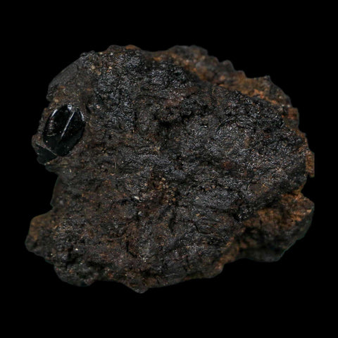 0.4" Fossil Tropisternus Sp Beetle Encapsulated In Solidified Tar Pleistocene Age - Fossil Age Minerals