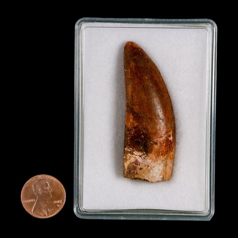 2.3" Carcharodontosaurus Serrated Fossil Tooth Cretaceous Theropod Dinosaur COA, Display - Fossil Age Minerals