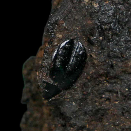 0.4" Fossil Tropisternus Sp Beetle Encapsulated In Solidified Tar Pleistocene Age
