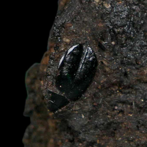 0.4" Fossil Tropisternus Sp Beetle Encapsulated In Solidified Tar Pleistocene Age - Fossil Age Minerals
