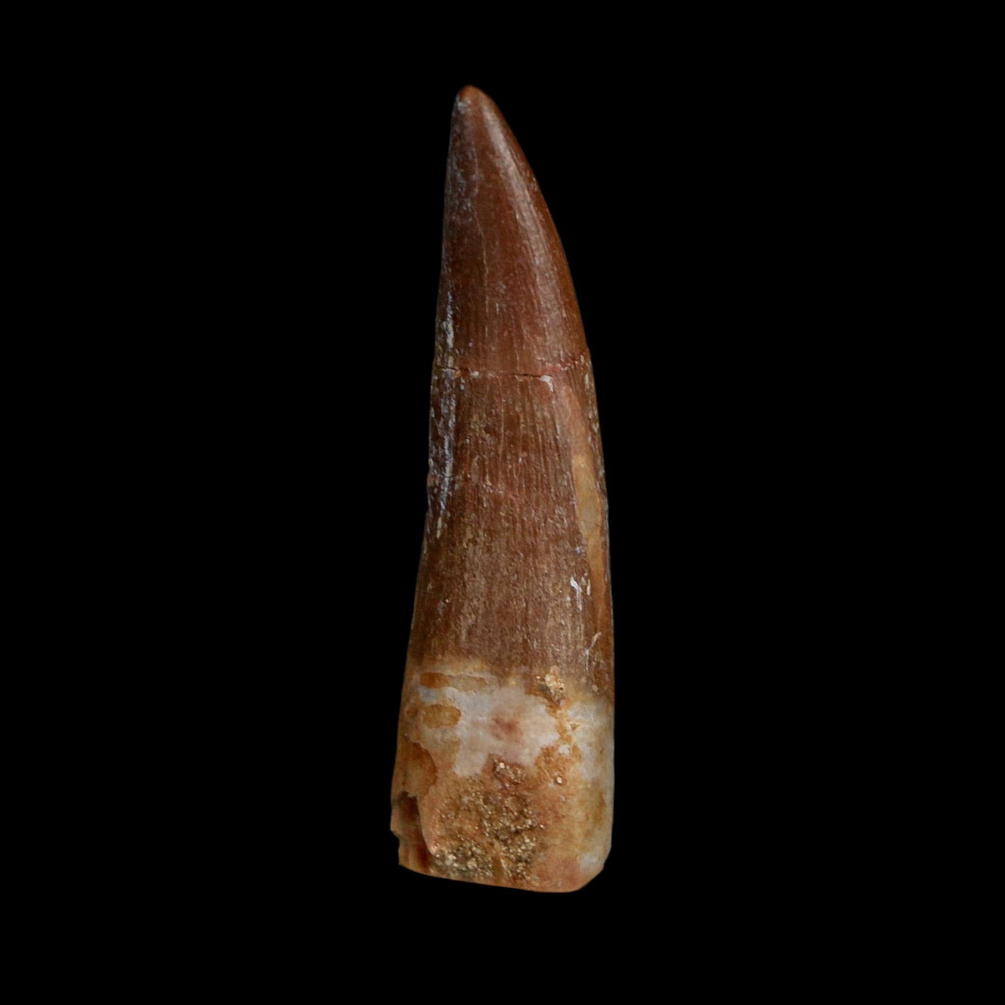 1.6" Plesiosaur Zarafasaura Tooth Fossil Cretaceous Dinosaur Era COA, Stand