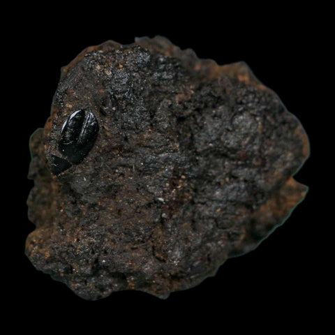 0.4" Fossil Tropisternus Sp Beetle Encapsulated In Solidified Tar Pleistocene Age - Fossil Age Minerals