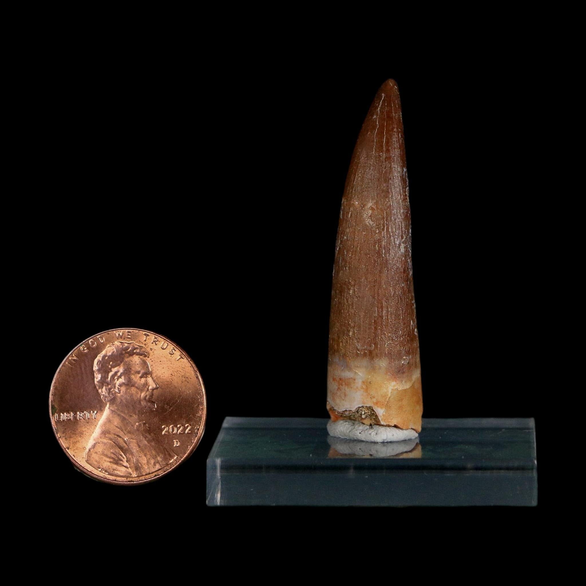 1.6" Plesiosaur Zarafasaura Tooth Fossil Cretaceous Dinosaur Era COA, Stand