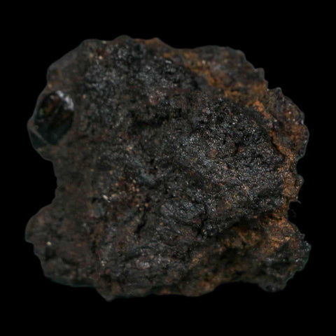 0.4" Fossil Tropisternus Sp Beetle Encapsulated In Solidified Tar Pleistocene Age - Fossil Age Minerals
